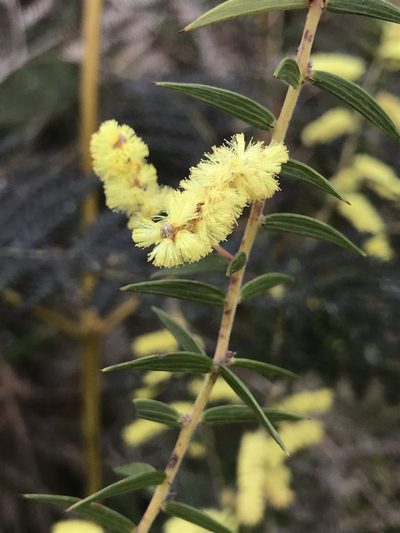 Acacia oxycedrus, photographed by Steve Llewellyn