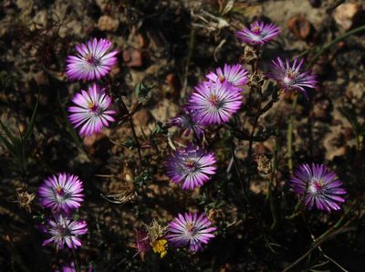 Lampranthus altistylus, photographed by Tony Rebelo