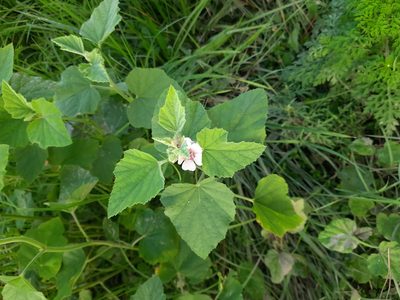 Althaea officinalis, photographed by Виктория Билоус