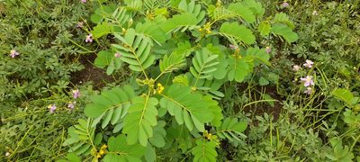 Senna uniflora, photographed by P Jeganathan
