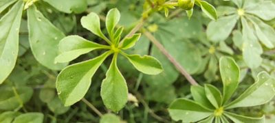Cleome chelidonii, photographed by P Jeganathan