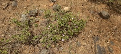 Barleria mysorensis, photographed by P Jeganathan