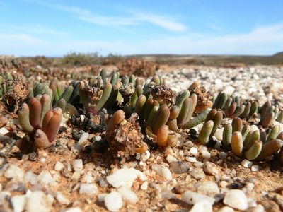 Cephalophyllum caespitosum, photographed by Tony Rebelo