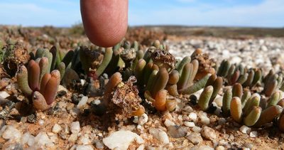 Cephalophyllum caespitosum, photographed by Tony Rebelo