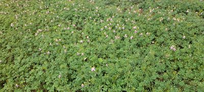 Cleome chelidonii, photographed by P Jeganathan