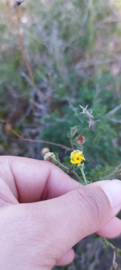 Hermannia scabra, photographed by sharndreheuvel