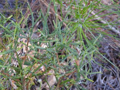 Genista tridentata, photographed by Duarte Frade