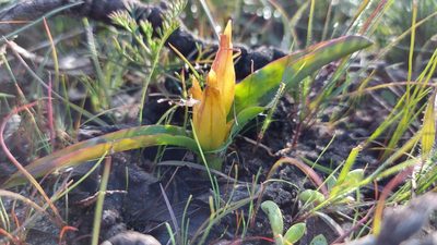 Lachenalia reflexa, photographed by Jacques van der Merwe