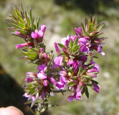 Muraltia knysnaensis, photographed by Nicola van Berkel