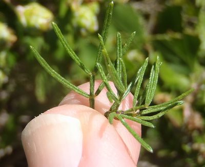 Psoralea vanberkeliae, photographed by Nicola van Berkel