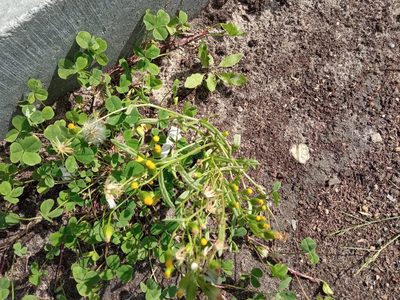 Senecio dubitabilis, photographed by Tatiana Strus