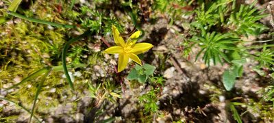 Pauridia affinis, photographed by sharndreheuvel