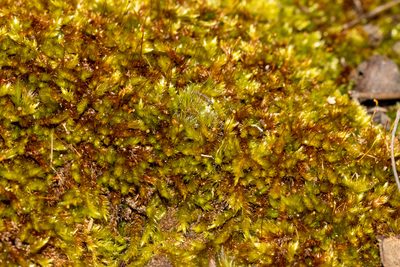 Sematophyllum homomallum, photographed by T. Hammer