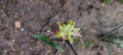 Lachenalia lutea, photographed by sharndreheuvel