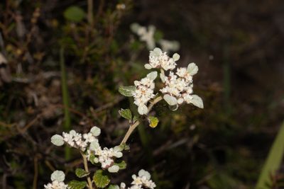 Cryptandra parvifolia, photographed by T. Hammer