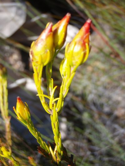 Leucadendron olens, photographed by Nicola van Berkel