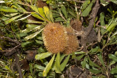 Banksia ornata, photographed by T. Hammer