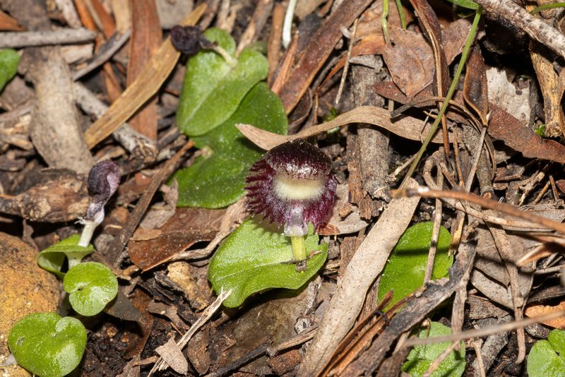 Corybas diemenicus, photographed by T. Hammer
