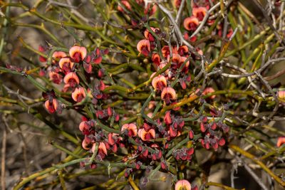 Daviesia brevifolia, photographed by T. Hammer