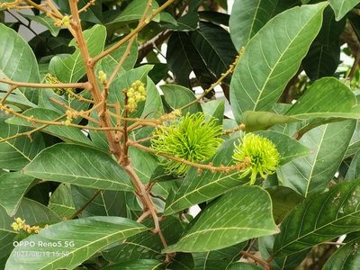 Nephelium lappaceum, photographed by Ong Jyh Seng