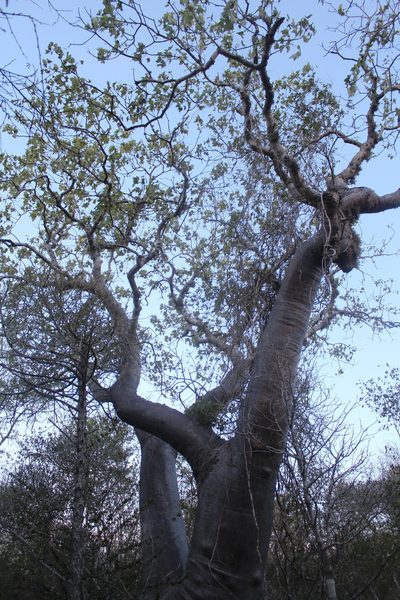 Givotia madagascariensis, photographed by Michael A. Alcorn