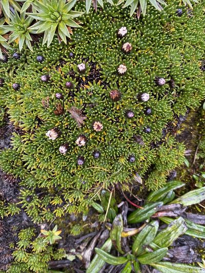 Xenophyllum humile, photographed by Frances Oliver