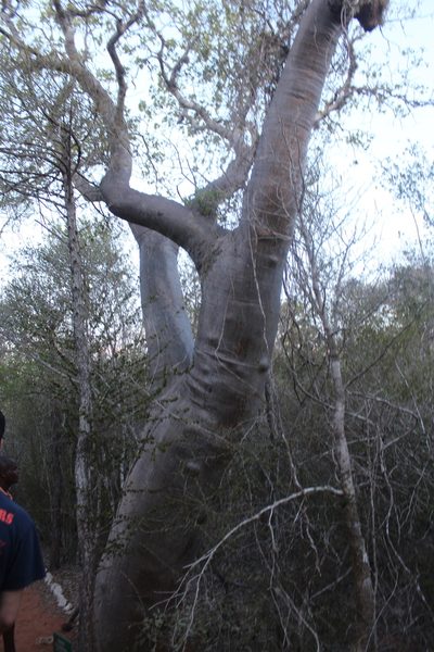 Givotia madagascariensis, photographed by Michael A. Alcorn
