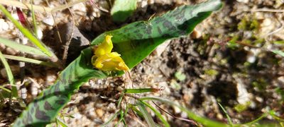 Lachenalia reflexa, photographed by sharndreheuvel