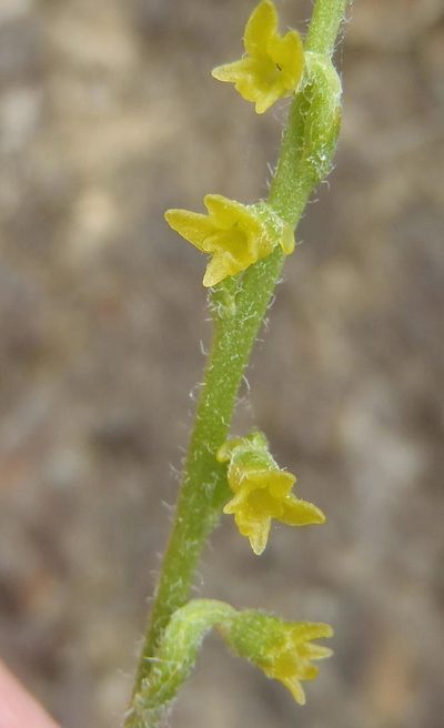 Holothrix brevipetala, photographed by Nicola van Berkel