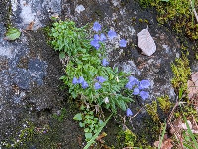 Campanula cochleariifolia, photographed by Attila Oláh