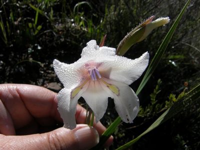 Gladiolus rudis, photographed by Klaus Wehrlin