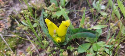 Lachenalia reflexa, photographed by sharndreheuvel