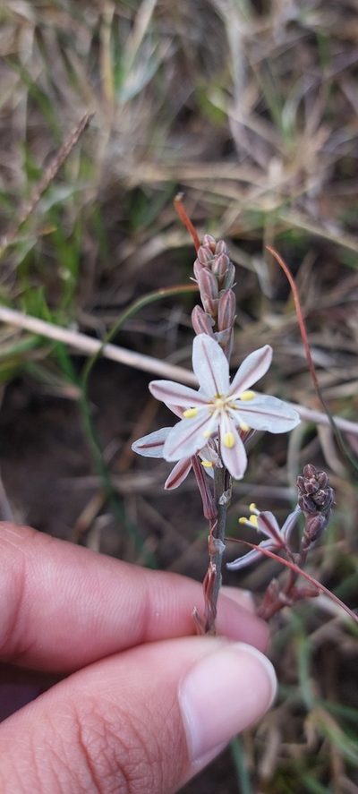 Trachyandra oligotricha, photographed by sharndreheuvel
