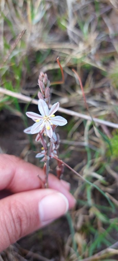 Trachyandra oligotricha, photographed by sharndreheuvel