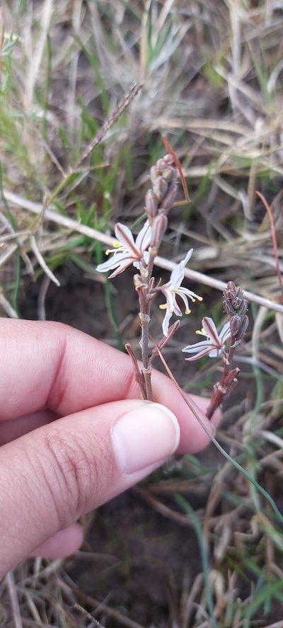 Trachyandra oligotricha, photographed by sharndreheuvel