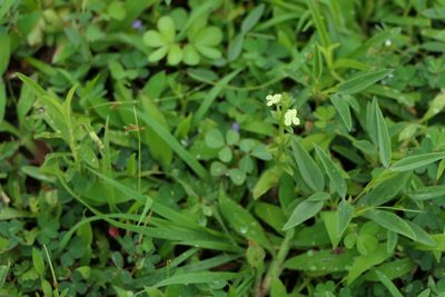 Striga asiatica, photographed by Dinesh Valke