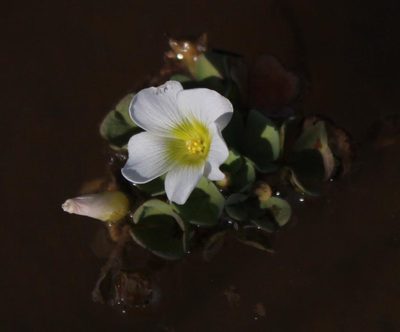 Oxalis natans, photographed by Tony Rebelo