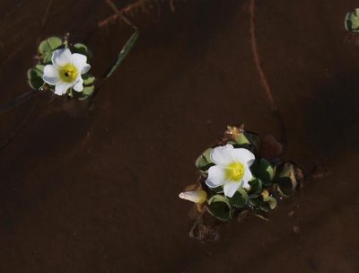 Oxalis natans, photographed by Tony Rebelo