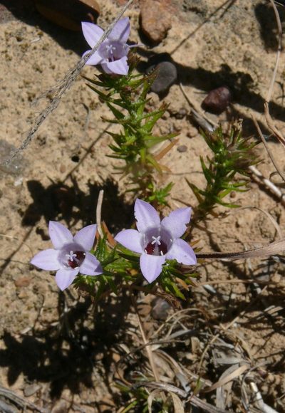 Wahlenbergia oxyphylla, photographed by Tony Rebelo