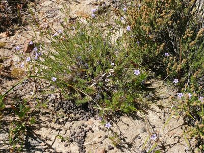 Wahlenbergia oxyphylla, photographed by Tony Rebelo