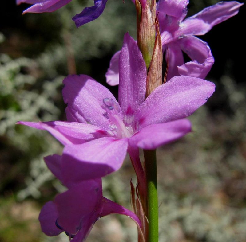 Watsonia marginata, photographed by douglaseustonbrown
