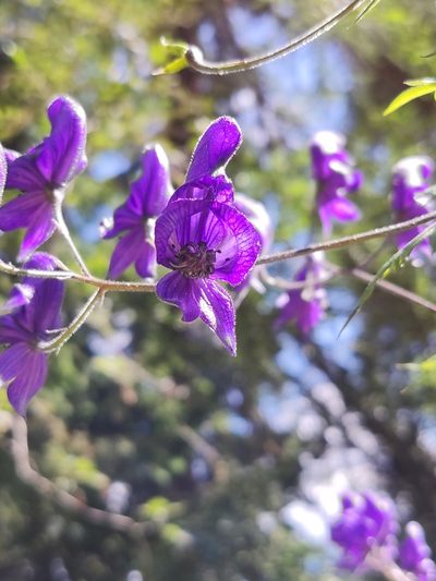 Aconitum degenii, photographed by Irene Saltini