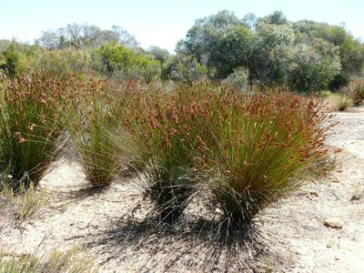 Thamnochortus bachmannii, photographed by Tony Rebelo