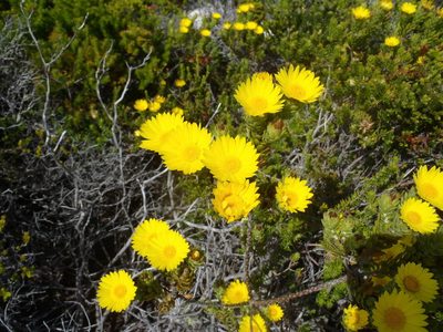 Oedera calycina, photographed by Nicola van Berkel