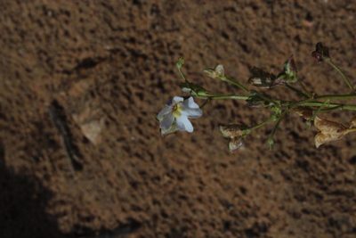 Nemesia bicornis, photographed by Tony Rebelo