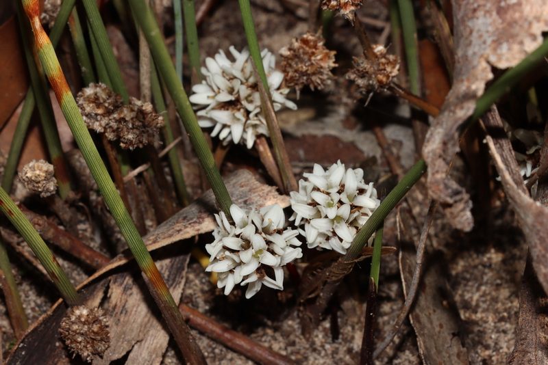 Lomandra juncea, photographed by T. Hammer