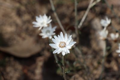 Argentipallium obtusifolium, photographed by T. Hammer