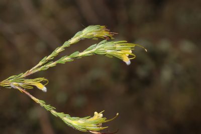 Adenanthos terminalis, photographed by T. Hammer