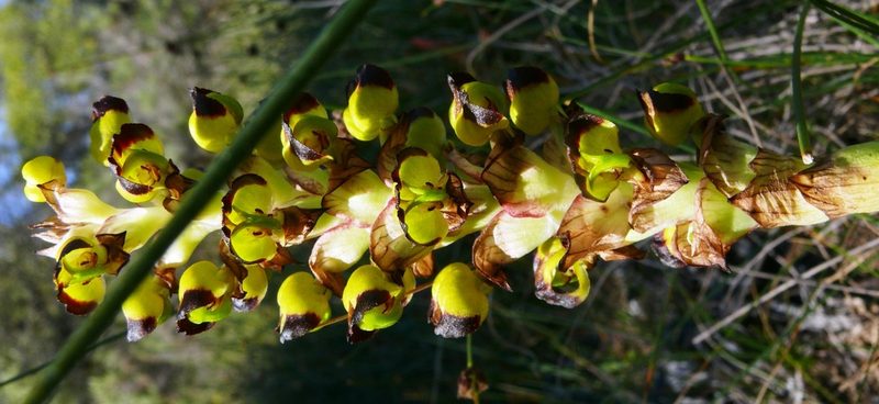 Corycium ingeanum, photographed by Tony Rebelo