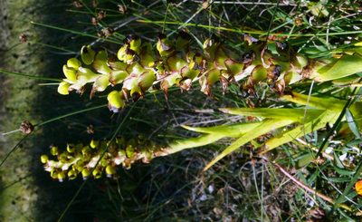 Corycium ingeanum, photographed by Tony Rebelo